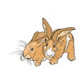 Rabbits on the farm, animals that are paired, hares are beige, print, household, fluffy animals, isolated illustration